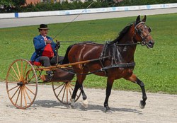 Rottaler Pferde