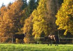 Bild vergr��ern